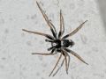 Pulchellodromus bistigma